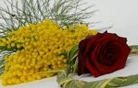 festa donne copy copy copy
